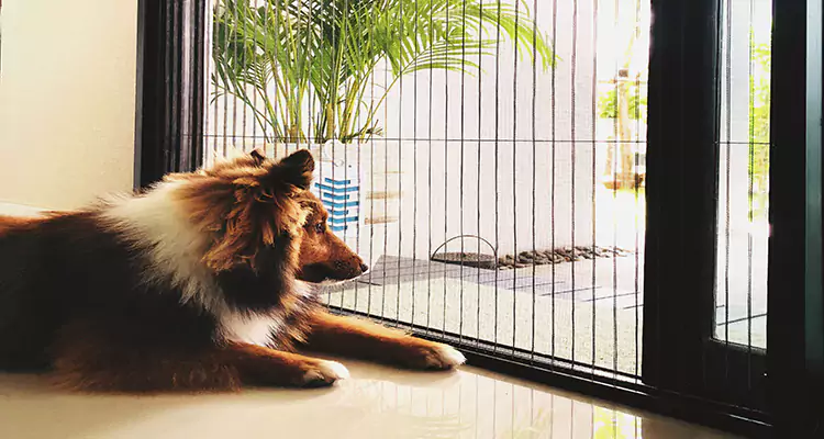 Sliding Screen Pet Door Repair in Ormond Beach, FL