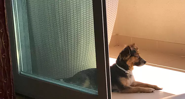 French Door Pet Screen Repair in Ormond Beach, FL